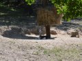 DSC_2699.JPG